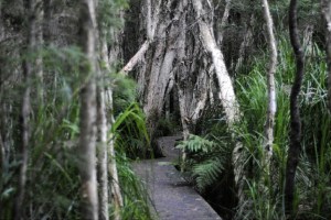 Boardwalk at Croajingolong, VIC, Australia