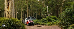 Depot Beach Campground. Photo: National Parks and Wildlife NSW.
