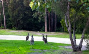 Kangaroos at Shady Gully Caravan Park