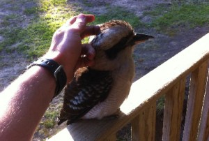 Kookaburra at Shady Gully Caravan Park