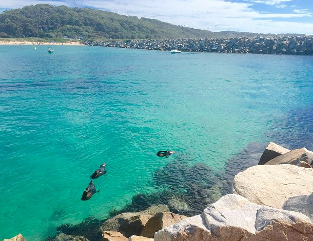 Best beach camping NSW, Australia. Narooma. Photo:CourtneyMcDonald