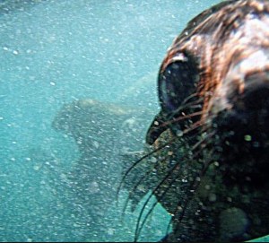 Diving with seals