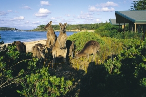 kangaroos at Murramarang Beachfront Holiday Resort, NSW, Australia