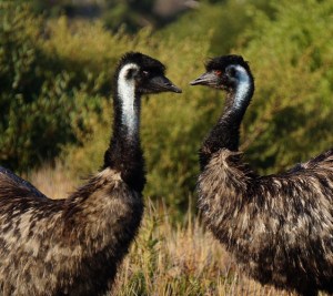 Emus at Wilson Prom, VIC