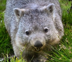 Wombat, Wilsons Prom.