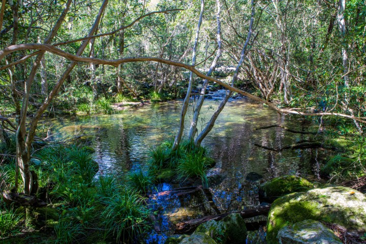 Bedarra Gorge near Cairns, Australia. Photo: Trebla
