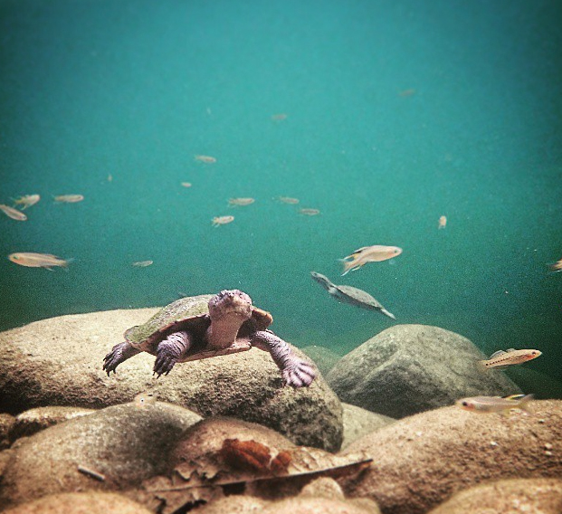 Babinda Boulders swimming hole, Wooroonoran National Park, Queensland, Australia. Photo: MKaldy