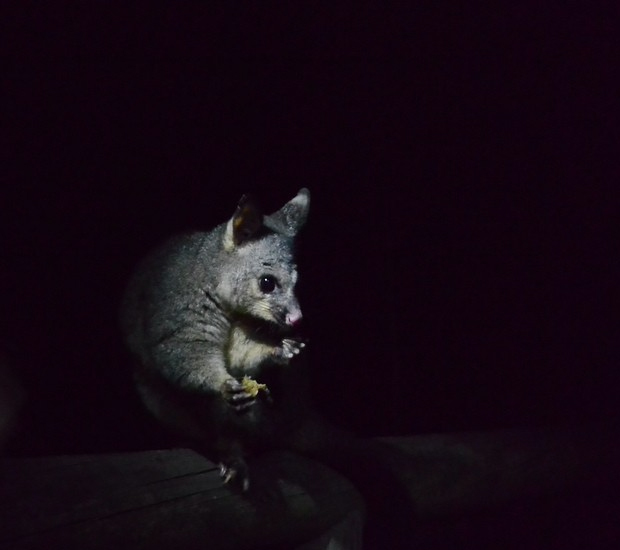 Possum. Photo: Sabine_Bine_Bini