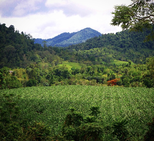 The scenery on the drive to Josephine Falls. Photo: Sea_Godess