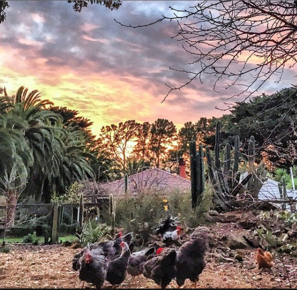 Benton Rise Farm and their free range chickens. Mornington Pensinsula, Victoria, Australia. Photo: BentonRiseFarm