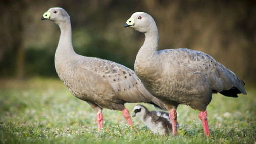 Cape Barren Geese, Phillip Island, Victoria, Australia. Photo: PhillipIslandNP