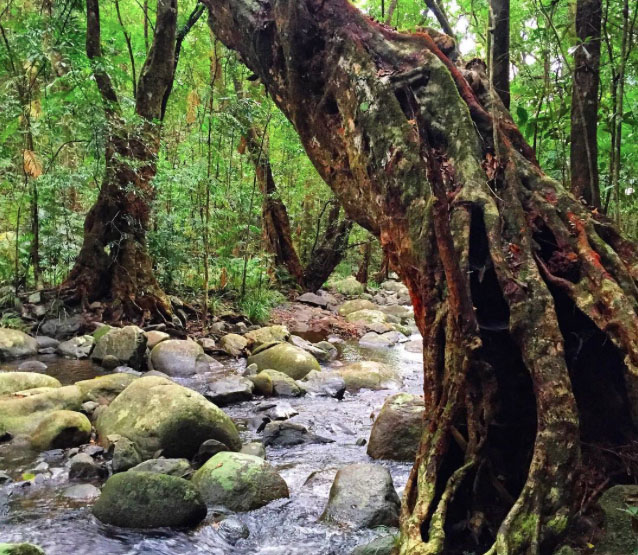 Mulgrave River, Goldsborough Valley near Cairns. Photo: CarmenBeastrom
