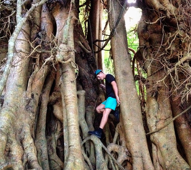 Curtain fig on rainforest trail at Lake Eachem. Photo: ElliotClarke_