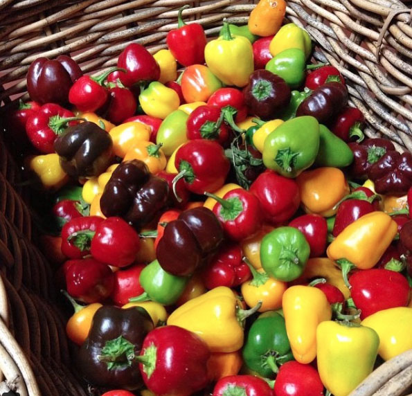 Chili harvest at Heronswood, Dromana. Mornington Peninsula, Victoria, Australia. Photo: SmileWithHealth