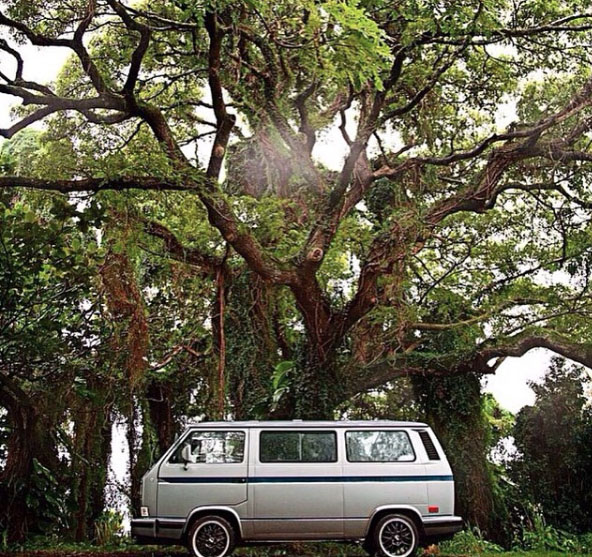 The beauty of a tree. Hawaii. Photo: Hi_On_Aloha