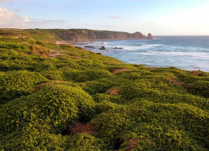 Shearwater rookery at Cape Woolamai, Phillip Island, Victoria, Australia.