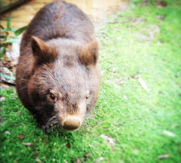 Wombat, Phillip Island, Victoria, Australia. Photo: MarcNewport