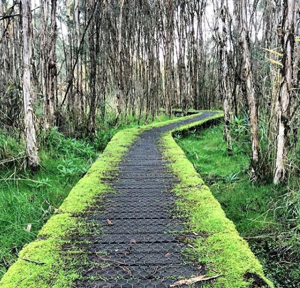 Balcombe Creek Boardwalk, Mount Martha. Mornington Peninsula, Victoria, Australia. Photo: KateWalker_Design