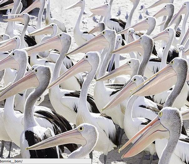 Pelican feeding, San Remo.
