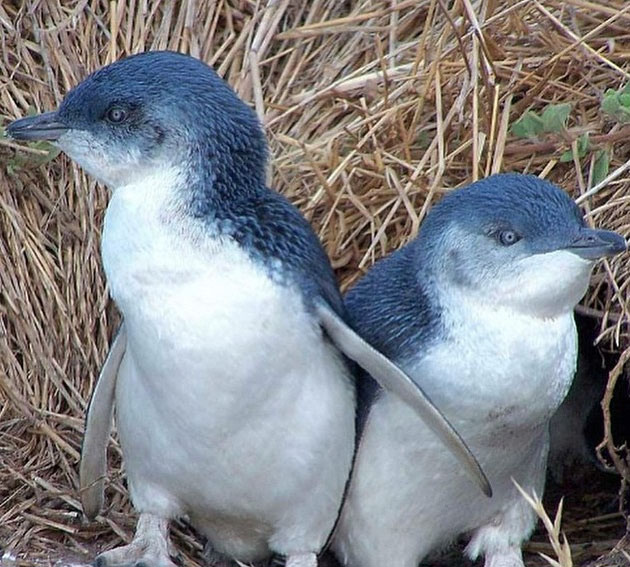 Penguins, Phillip Island, Victoria, Australia. Photo: PhillipIsland