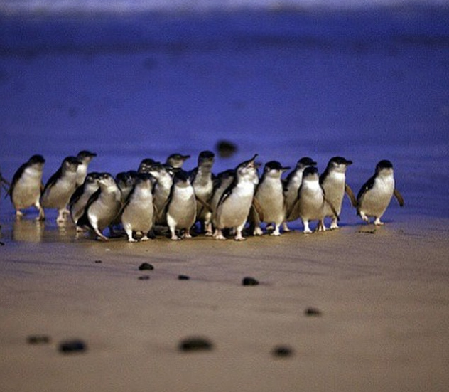 Parade of penguins, Phillip Island, Victoria, Australia. Photo: PhillipIsland