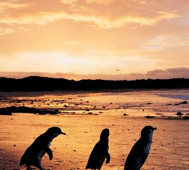 Penguins, Phillip Island, Victoria, Australia. Photo: PhillipIslandNP