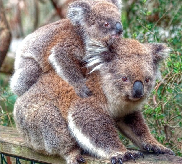 koala, Phillip Island, Victoria, Australia. Photo: PhillipIslandNP