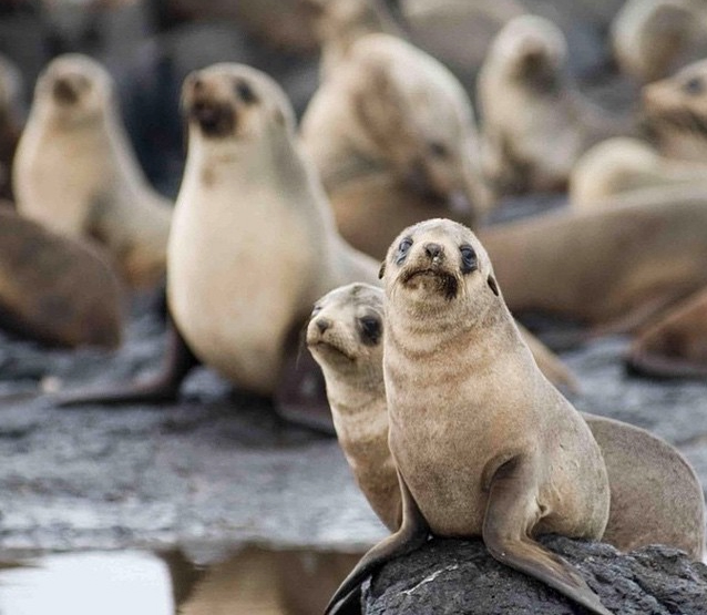 Photo: Phillip Island National Park