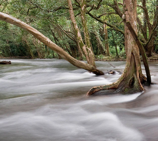 Musgrave River, Goldsborough Valley near Cairns. Photo:  The_Cameron_Mackie