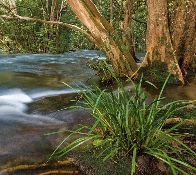 Musgrave River, Goldsborough Valley near Cairns. Photo:  The_Cameron_Mackie