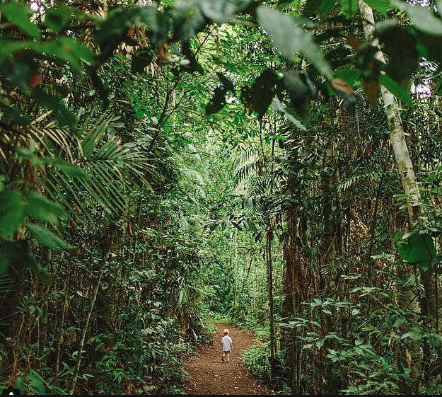 The rainforest trail at Lake Eachem crater lake near cairns. Photo: TimCoulson