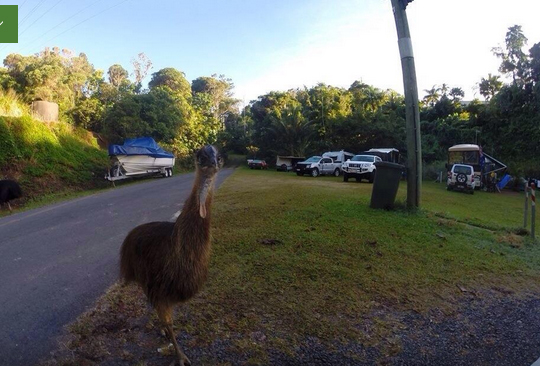 Cassowary at Etty bay Caravan Park, Queensland, Australia. Photo: Trip Advisor