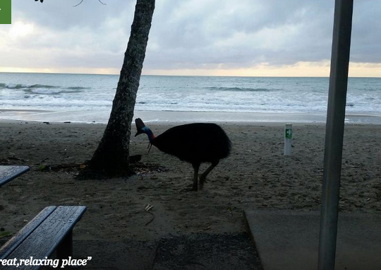Cassowary in the BBQ and picnic area on the beach at Etty bay Caravan Park, Queensland, Australia. Photo: Trip Advisor