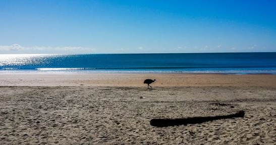 Cassowary on the beach at Etty bay Caravan Park, Queensland, Australia. Photo: Trip Advisor