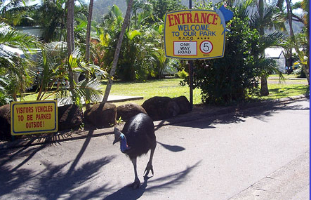 Local Cassowary wanders through Flying Fish Point tourist Park, Queensland, Australia. 