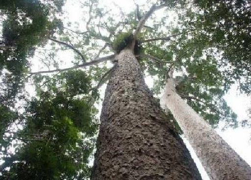 Giant 1,000 year old kauri pines, Lake Barrine, North Queensland, Australia. Photo: Food Trail Tours