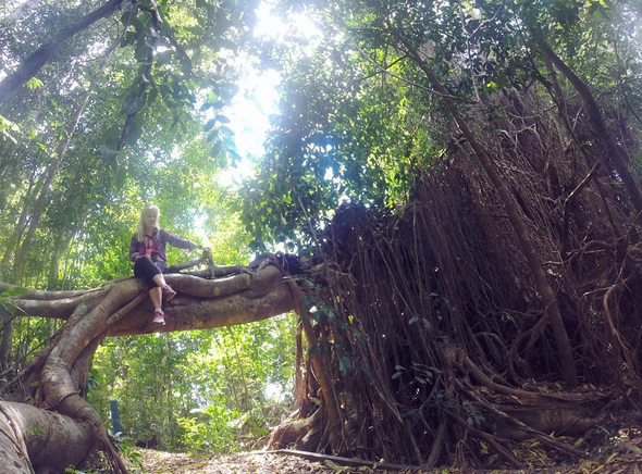 Tree roots on the forest walk around Lake Barrine, North Queensland, Australia. Photo: JessFieldhouse