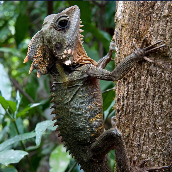 Boyd's Forest Dragon at Ellinjaa Falls, Queensland, Australia. Photo: KenGoldsteinPhoto
