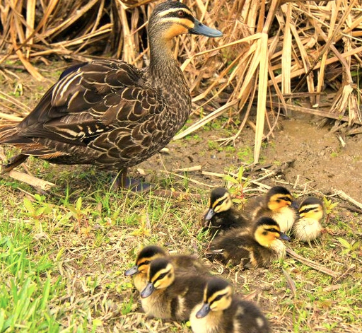 Ducklings at Lake Barrine, North Queensland, Australia. Photo: LakeBarrine.com.au
