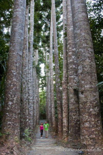 Paronella Park, Queensland, Australia. Photo: LakwatseradePrimera