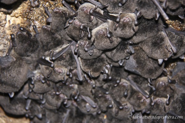Bat colony in the tunnel of love, Paronella Park, Queensland, Australia. Photo: LakwatseradePrimera
