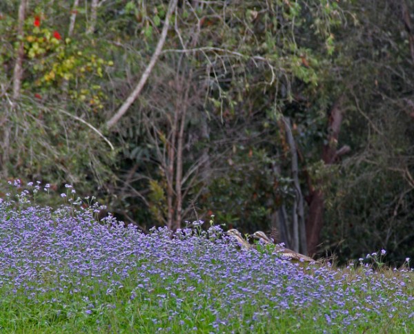 Two bush stone curlews stalking through the wildflowers at School Point camping area on Lake Tinaroo, Atherton Tablelands, Queensland, Australia. Photo: Bazman63.wordpress.com