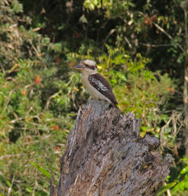 Kookaburra at School Point camping area on Lake Tinaroo, Atherton Tablelands, Queensland, Australia. Photo: Bazman63.wordpress.com