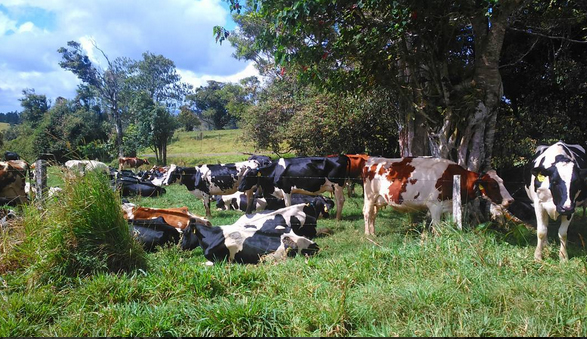 The happy cows of Mungalli Creek Dairy. Queensland, Australia. Photo: TayylaaLala