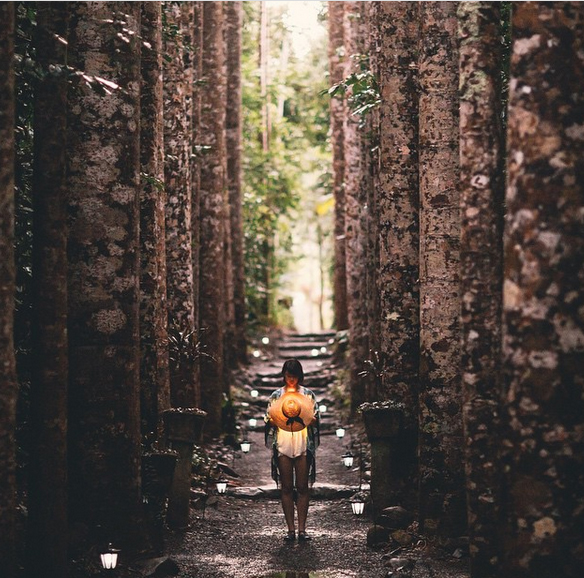 Kauri Pine avenue, Paronella Park, Queensland, Australia. Photo: Tea.Louise.ev