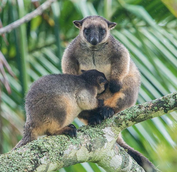 Lumholtz Tree Kangaroo, Wooroonooran National Park, North Queensland, Australia. Photo: Bruce.Thomson