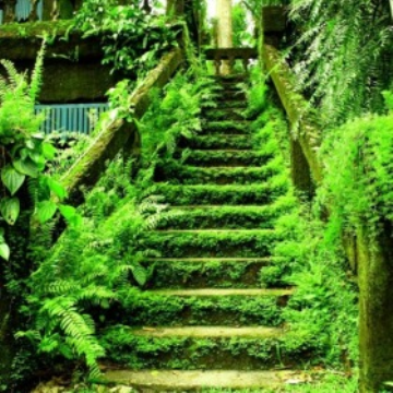 Moss covered stairs at Paronella Park, Queensland, Australia. Photo: VisitCairns