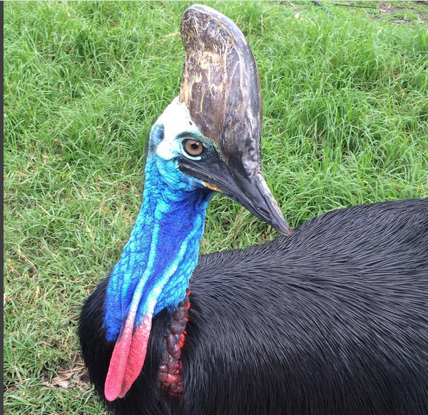 Cassowary, Queensland, Australia. Photo: Wibz1