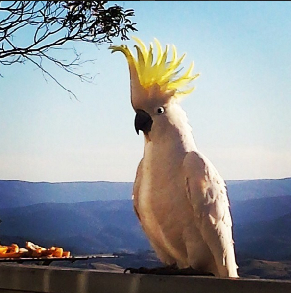 Cockatoo, Blue Mountains, Australia. Photo: BexterDownUnder