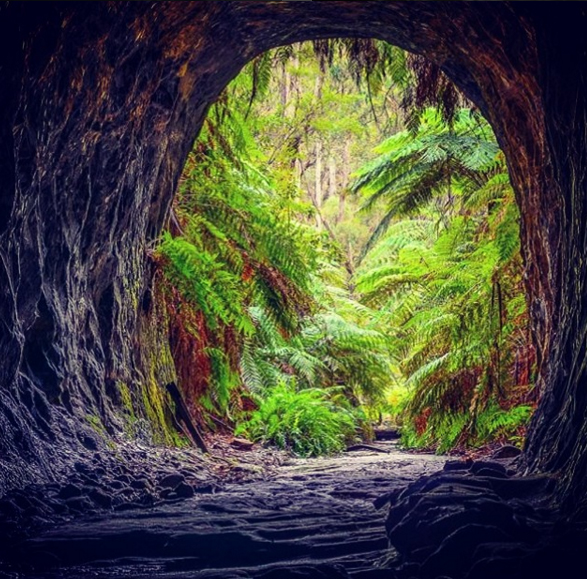 Glow worm cave, Blue Mountains, Australia. Photo: Shane Corduroy Photography